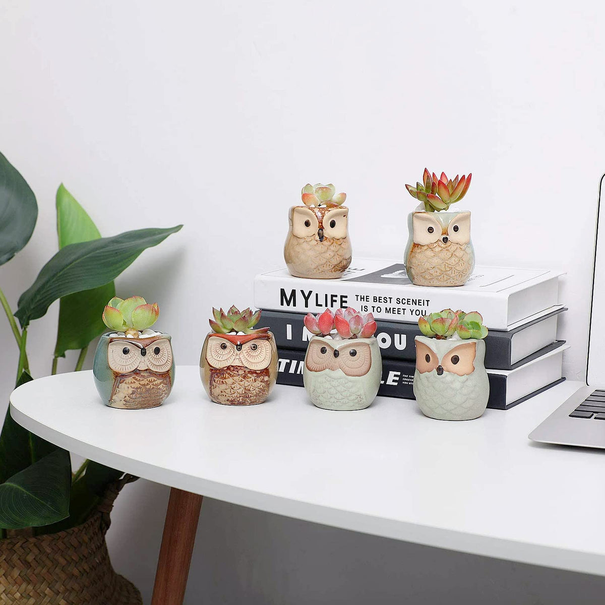 T4U small pot set enhances gifts for plant lovers.
