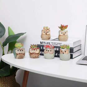 T4U small pot set enhances gifts for plant lovers.