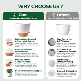 T4U 10-inch fiddle leaf fig pot demonstrates scalable care for larger plants.