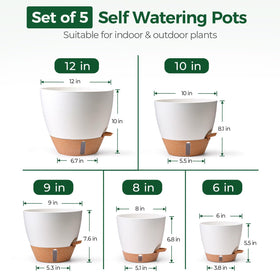 T4U 9-inch ZZ plant pot shows vibrant greenery and balanced watering.