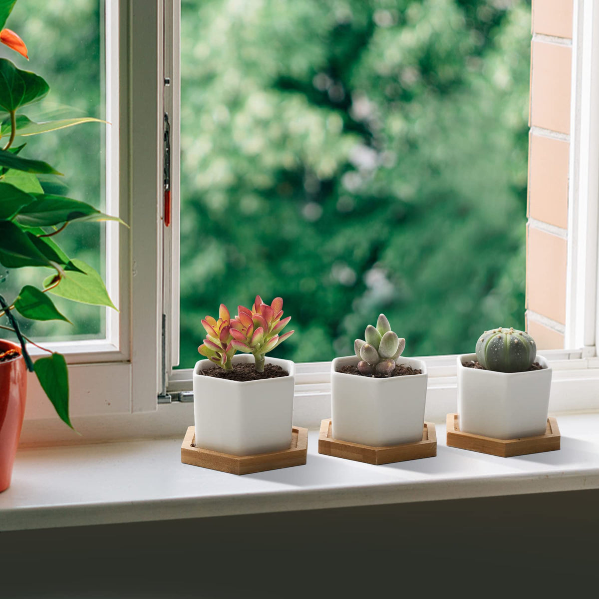 T4U Small Pot Dimensions 2.8 x 2.6 inches for compact displays.