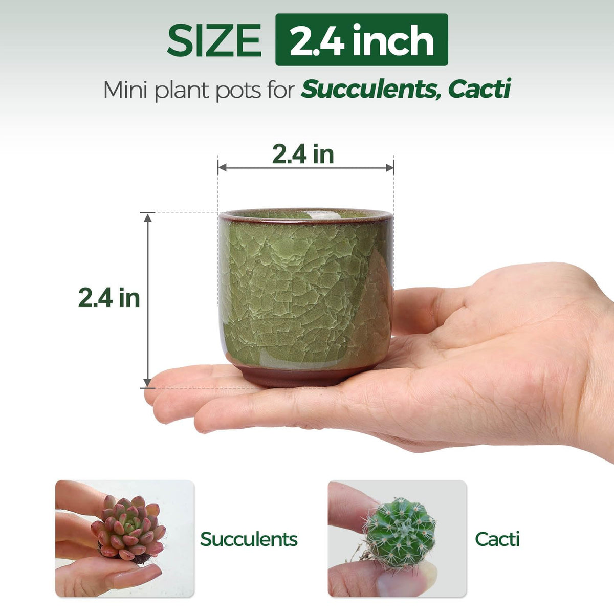 T4U 2.5 inch pot highlights tiny succulents on a home office shelf