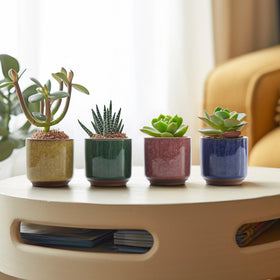 T4U 12-pack pots keep windowsill planters organized and stylish