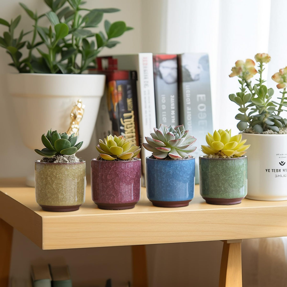 T4U succulent pot set makes a thoughtful gift for plant lovers