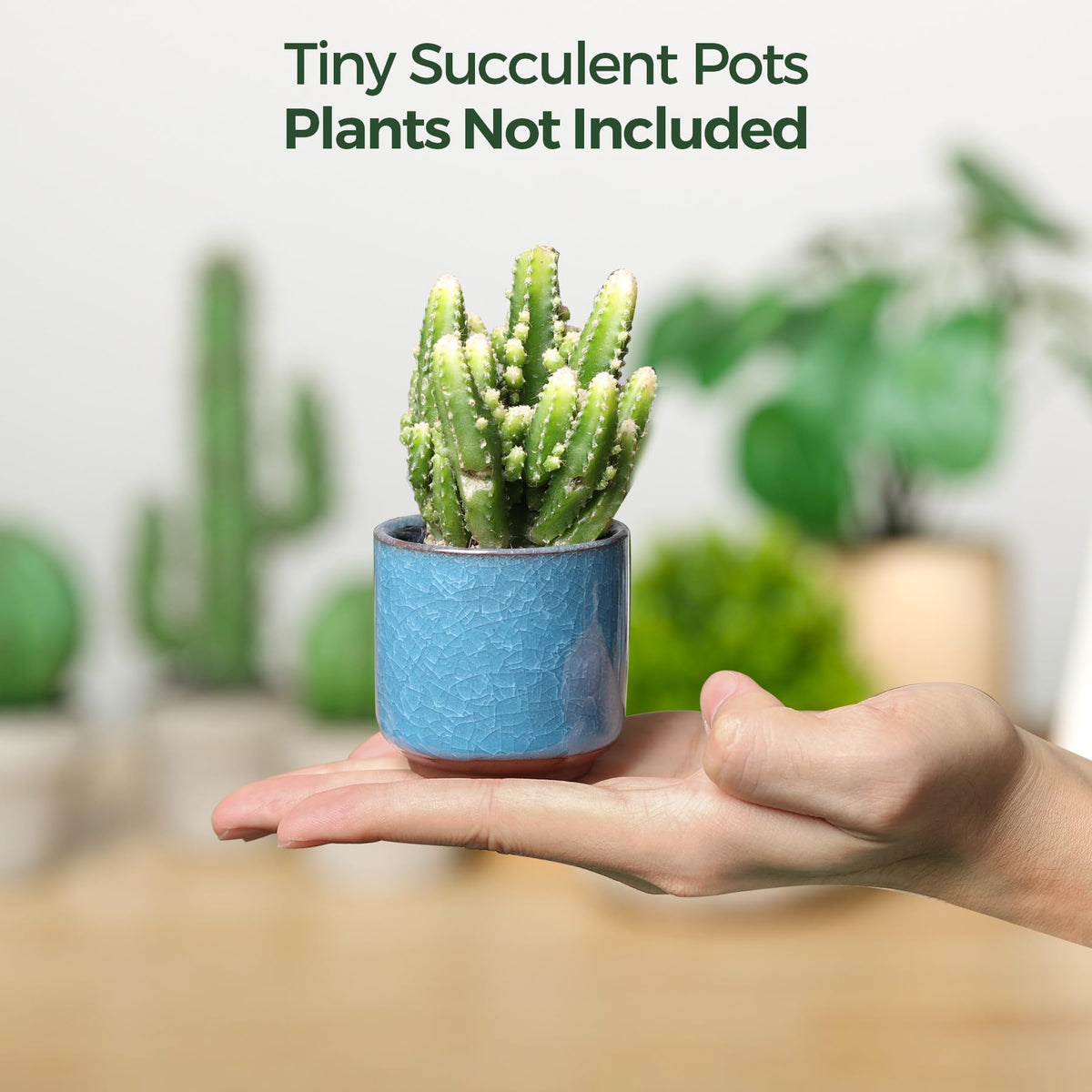 T4U compact 2.5-inch pot fits desks, shelves, and cozy corners