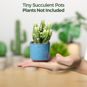 T4U compact 2.5-inch pot fits desks, shelves, and cozy corners