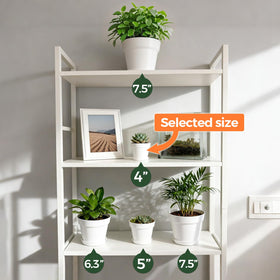 T4U demonstrated with succulents in a 4-inch pot