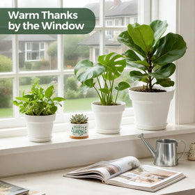 T4U bamboo tray protects surfaces while showcasing a fresh succulent display.