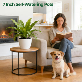 T4U two-pack white planters fit desks, shelves, and compact spaces.