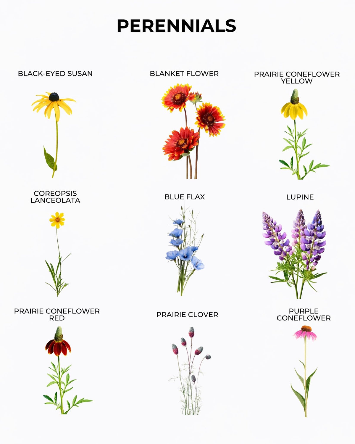 Tactiko Garden 26 meadow look enhances biodiversity in lawns.
