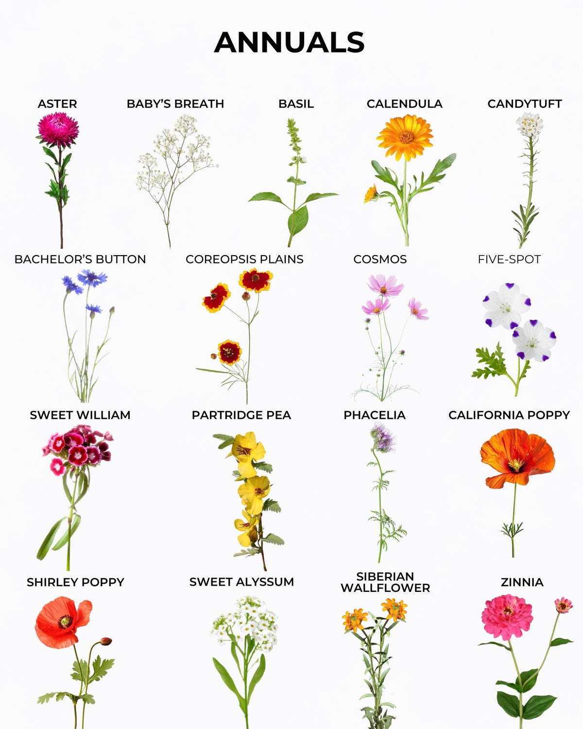 Tactiko Garden 26 vibrant blooms brighten beds and invite pollinators.