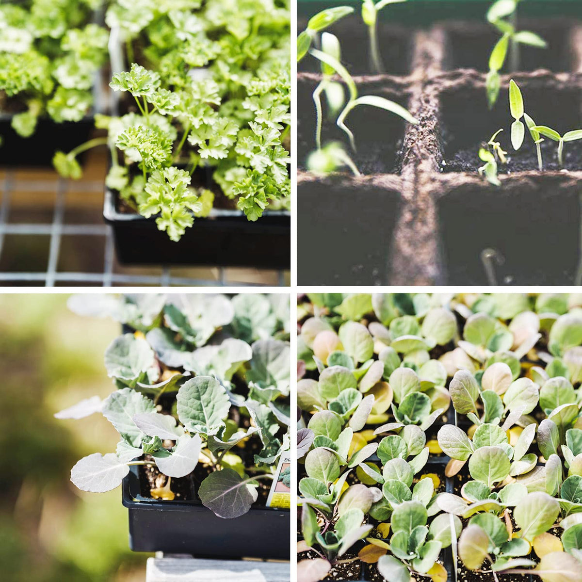 Taietc Seed Starter Kit balcony garden setup in a home space