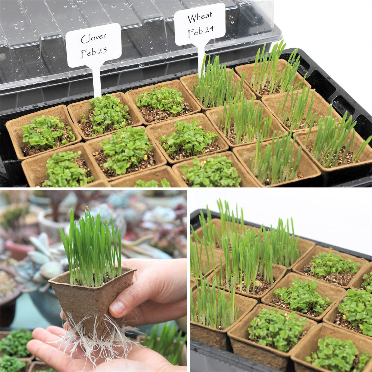 Taietc Seed Starter Kit easy-transfer feature enables root-friendly transplant