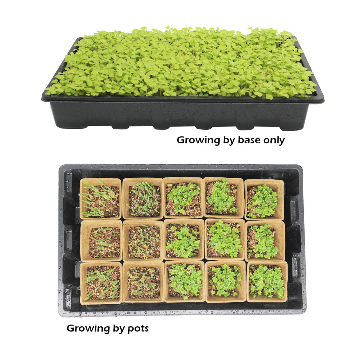 Taietc Seed Starter Kit spray bottle aids even moisture for germination