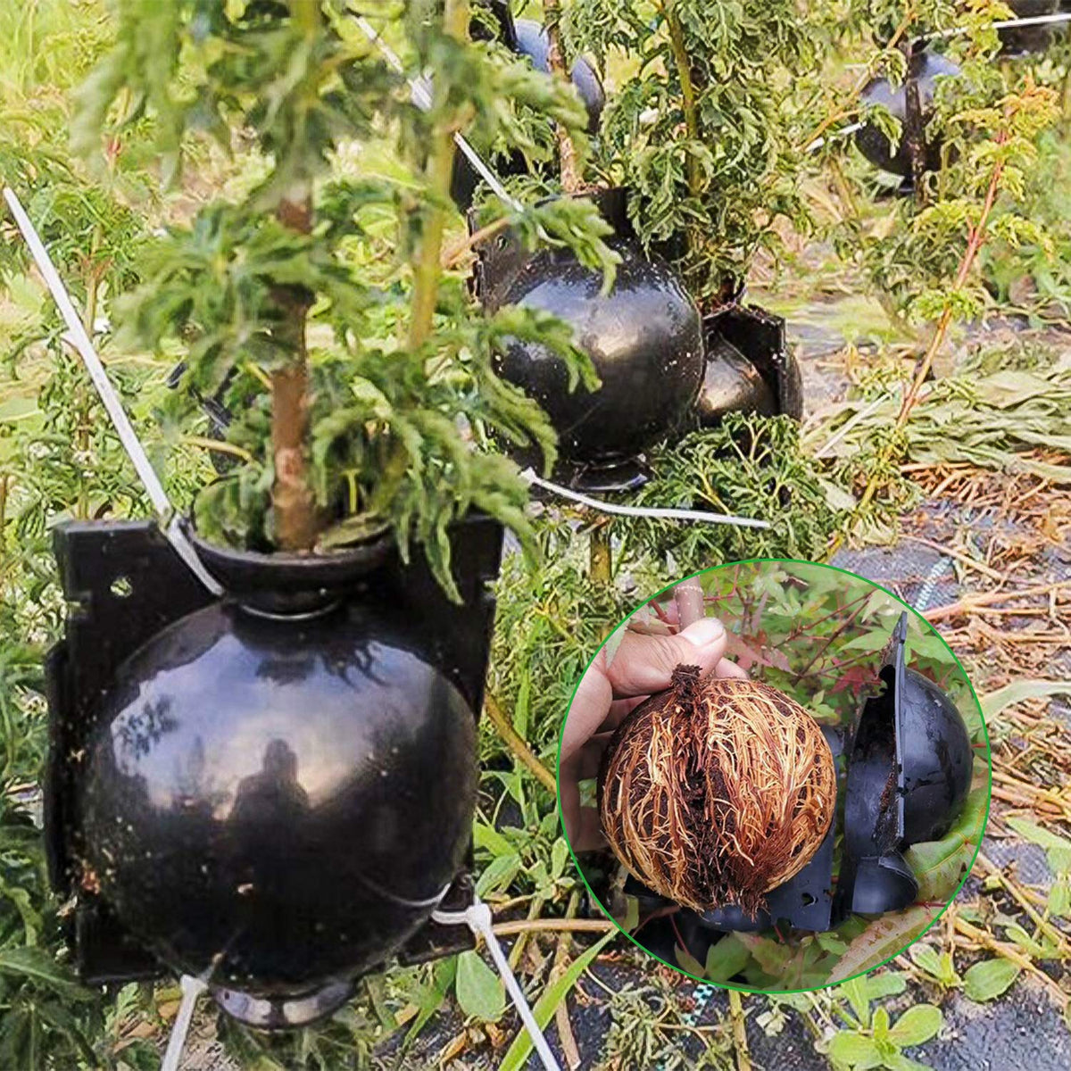 Tanzfrosch clone propagation tools enable safe grafting.