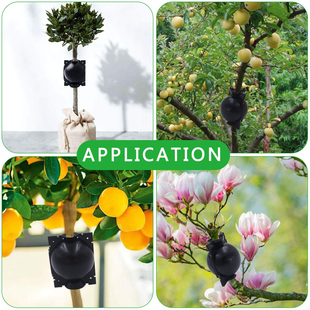 Tanzfrosch tree cloning kit supports faster plant propagation.