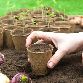TAOLABV compact 30-pack packaging suitable for home gardens and classrooms.