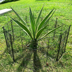 TAOMENNI cages deter chipmunks from garden plants