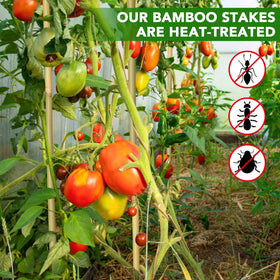 Taoskai stake supports tomatoes and beans for healthier growth.