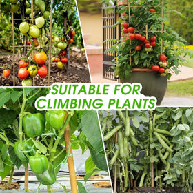 Taoskai bamboo trellis installed in a pot supports cucumbers and beans