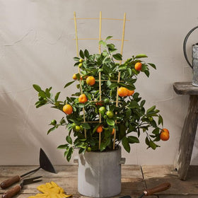 Taoskai bamboo trellis trains vines in indoor and outdoor garden setups