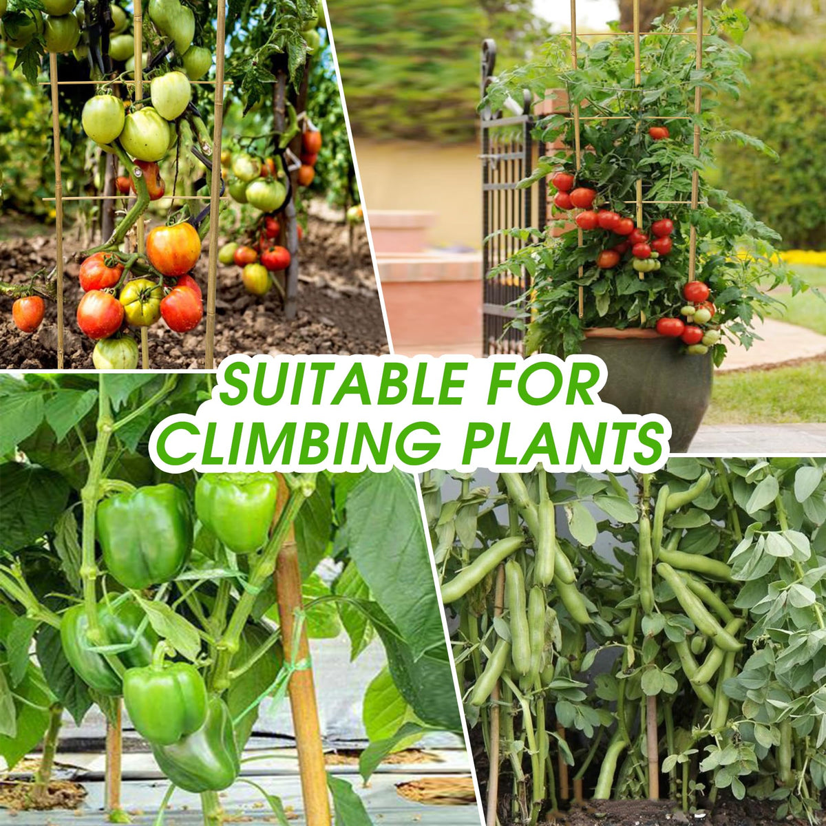 Taoskai tomato and cucumber plant-support ideal for garden and balcony.