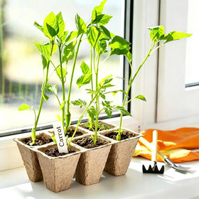 Tatibana cell size 1.6 inch supports a wide range of seeds