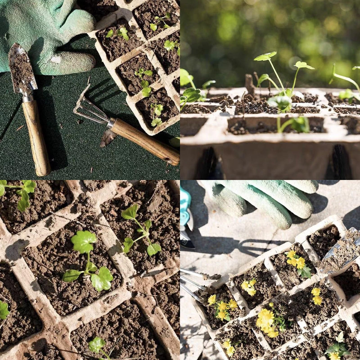 Tatibana gift-ready seed-start kit ideal for family and friends