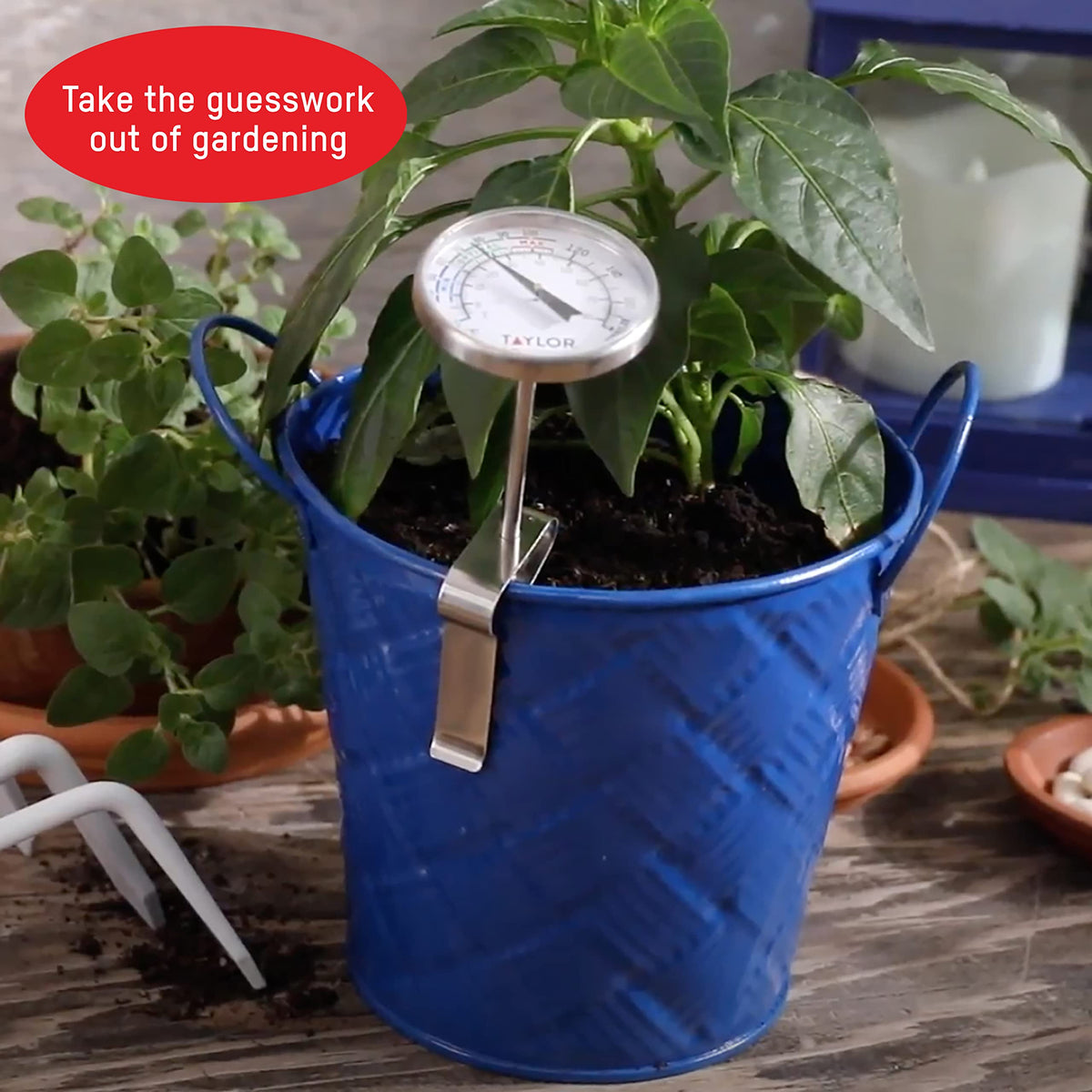 Taylor soil thermometer in garden setting helps monitor soil warmth across beds.