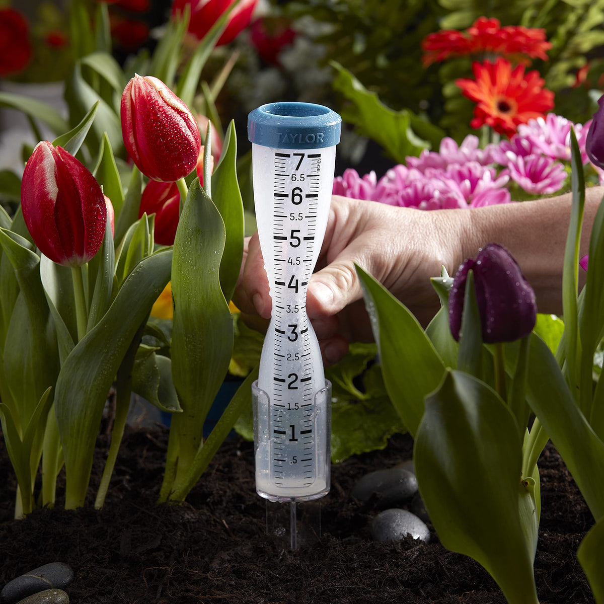 Taylor rainfall monitor helps plan garden and lawn irrigation