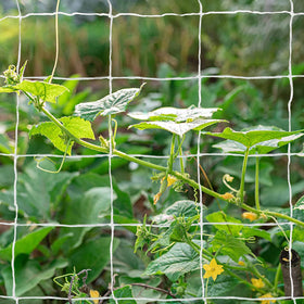 Tcamp commercial-grade trellis netting ready for tough crops