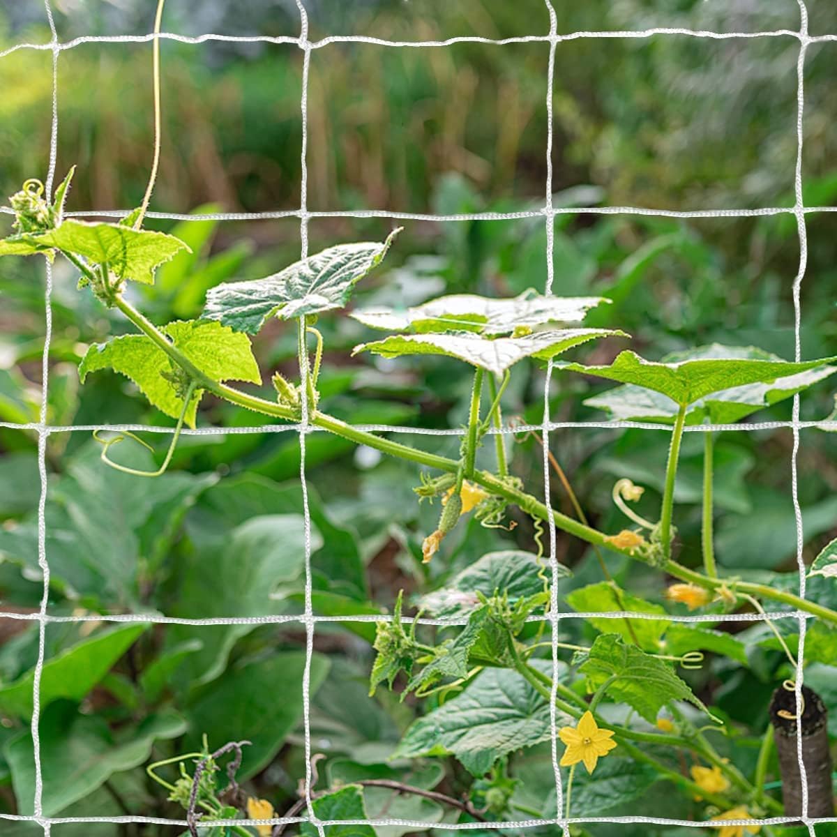 Tcamp easy install trellis netting attaches to fences or frames for vertical growth