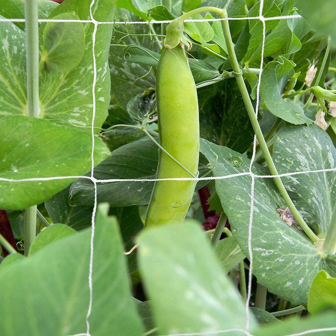 TCamp heavy-duty netting in a greenhouse to maximize space and airflow.