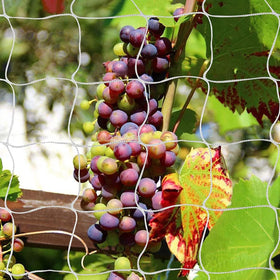 Tcamp trellis netting bundle for 5ft by 30ft coverage supports climbing plants.