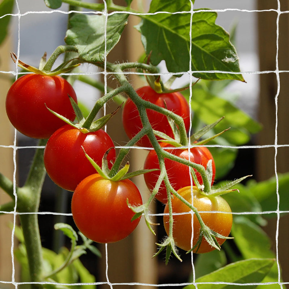 TCAMP trellis netting 5x15ft two-pack supports vertical growth for climbing plants.