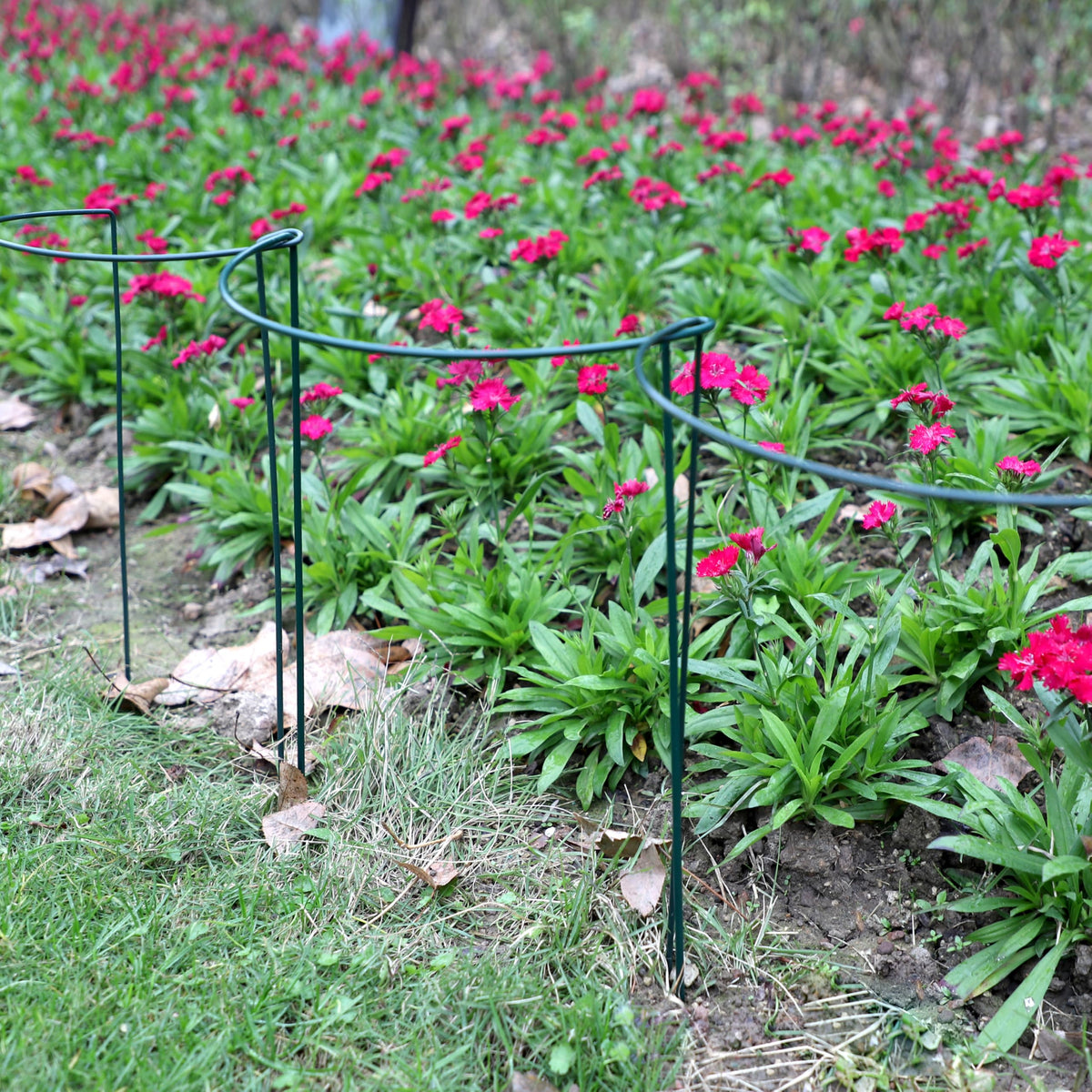Border garden stake system from TCBWFY used to organize a flower bed