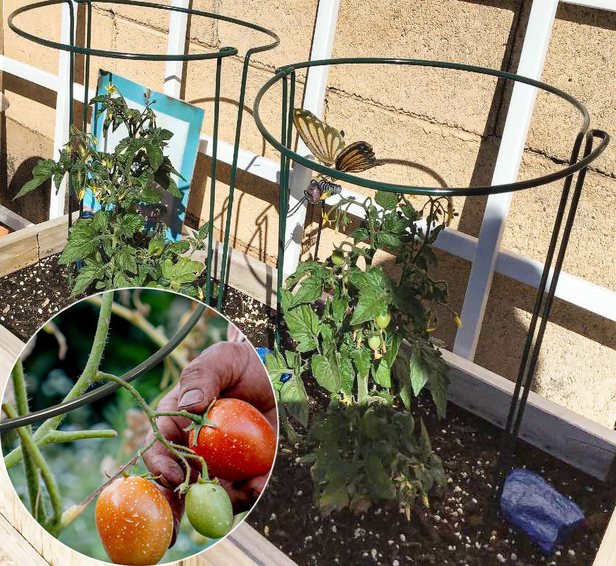 TCBWFY easy ground-insert stakes help plants stay upright in wind.
