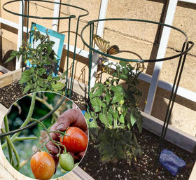 TCBWFY easy ground-insert stakes help plants stay upright in wind.