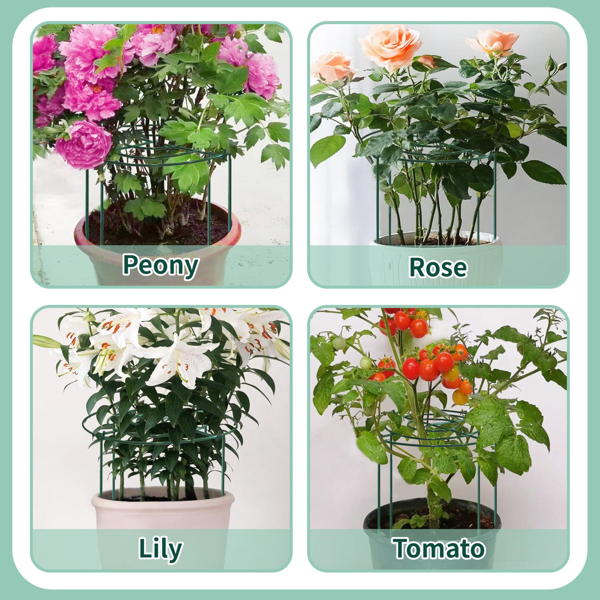 TCBWFY ensures sturdy support without crowding the plant's beauty.
