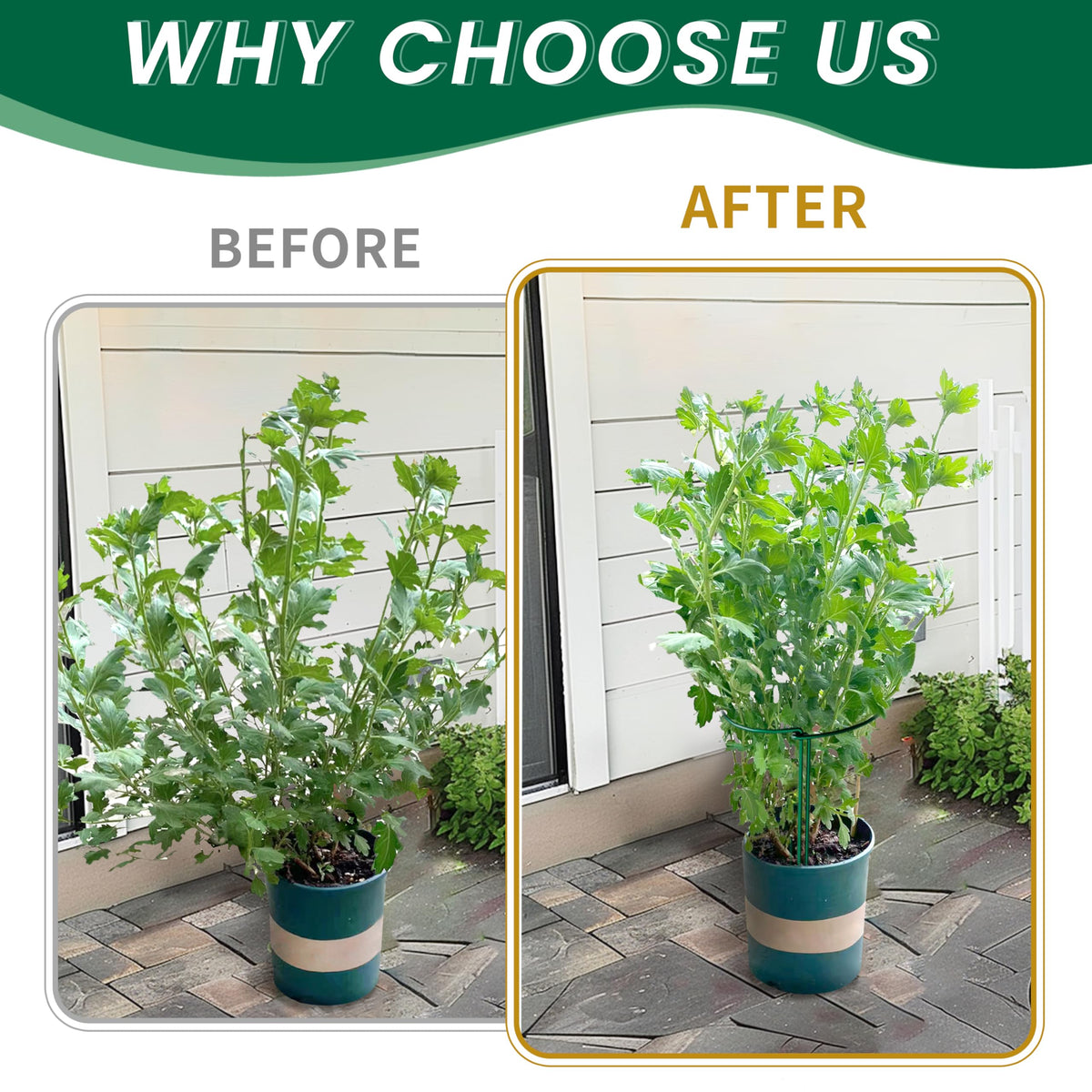Heavy bloom support for hydrangea, peony, and tomato using TCBWFY system