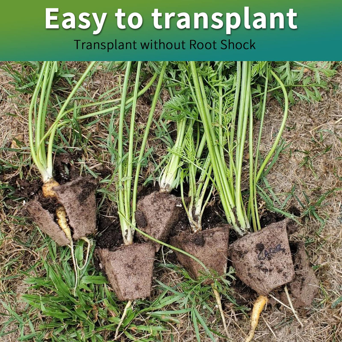 TCBWFY kit includes planting labels, mini tools, and a spray bottle for care