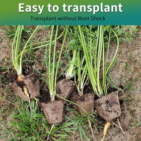 TCBWFY kit includes planting labels, mini tools, and a spray bottle for care
