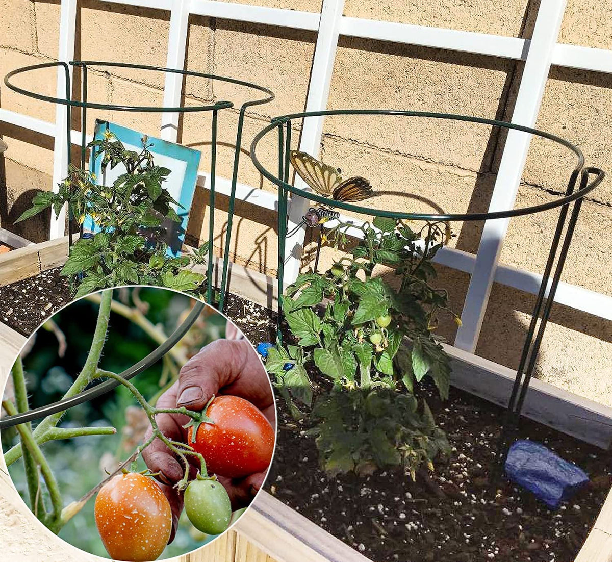 TCBWFY versatile supports for tomatoes, hydrangeas, and roses