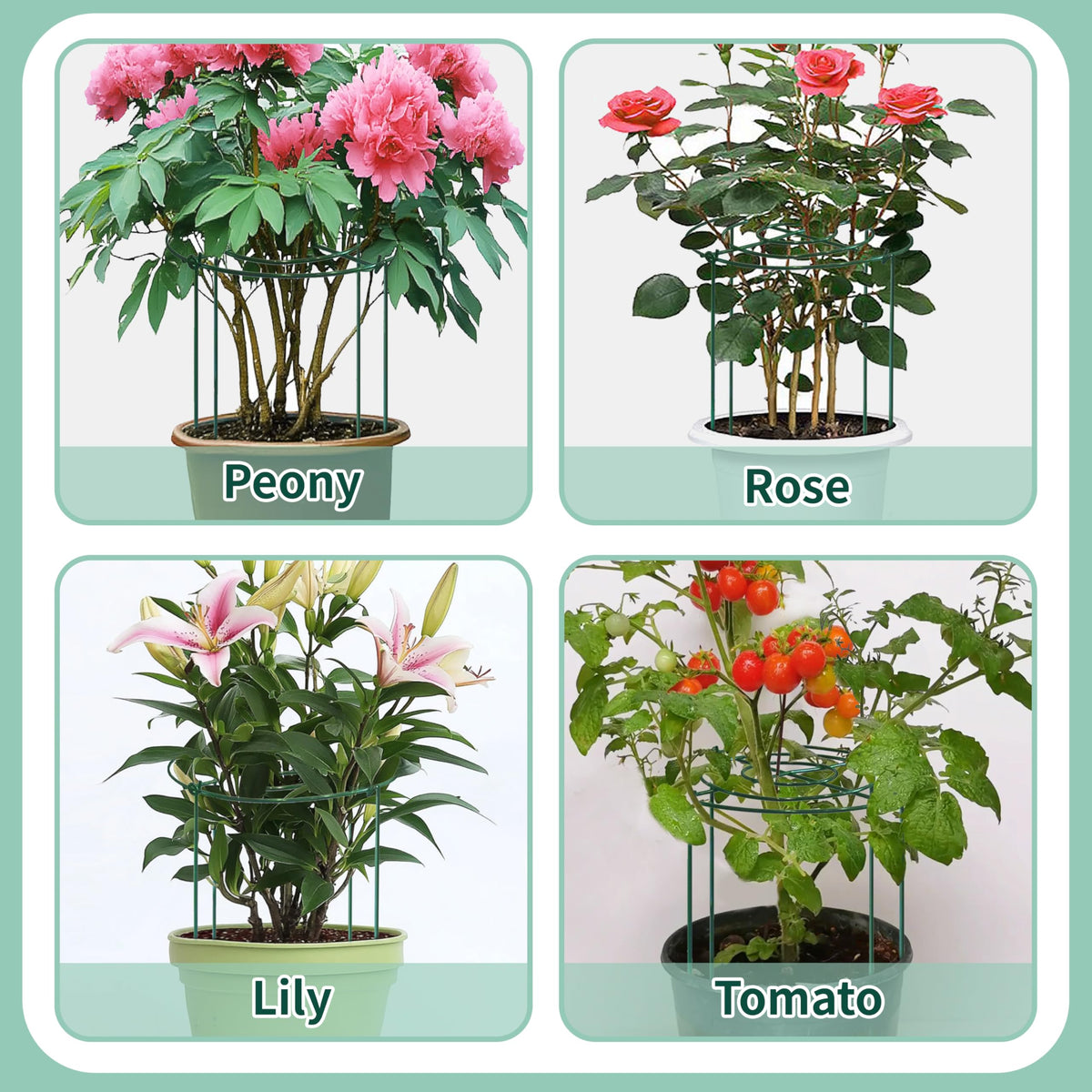 TCBWFY heavy bloom support helps peonies and roses stay upright.