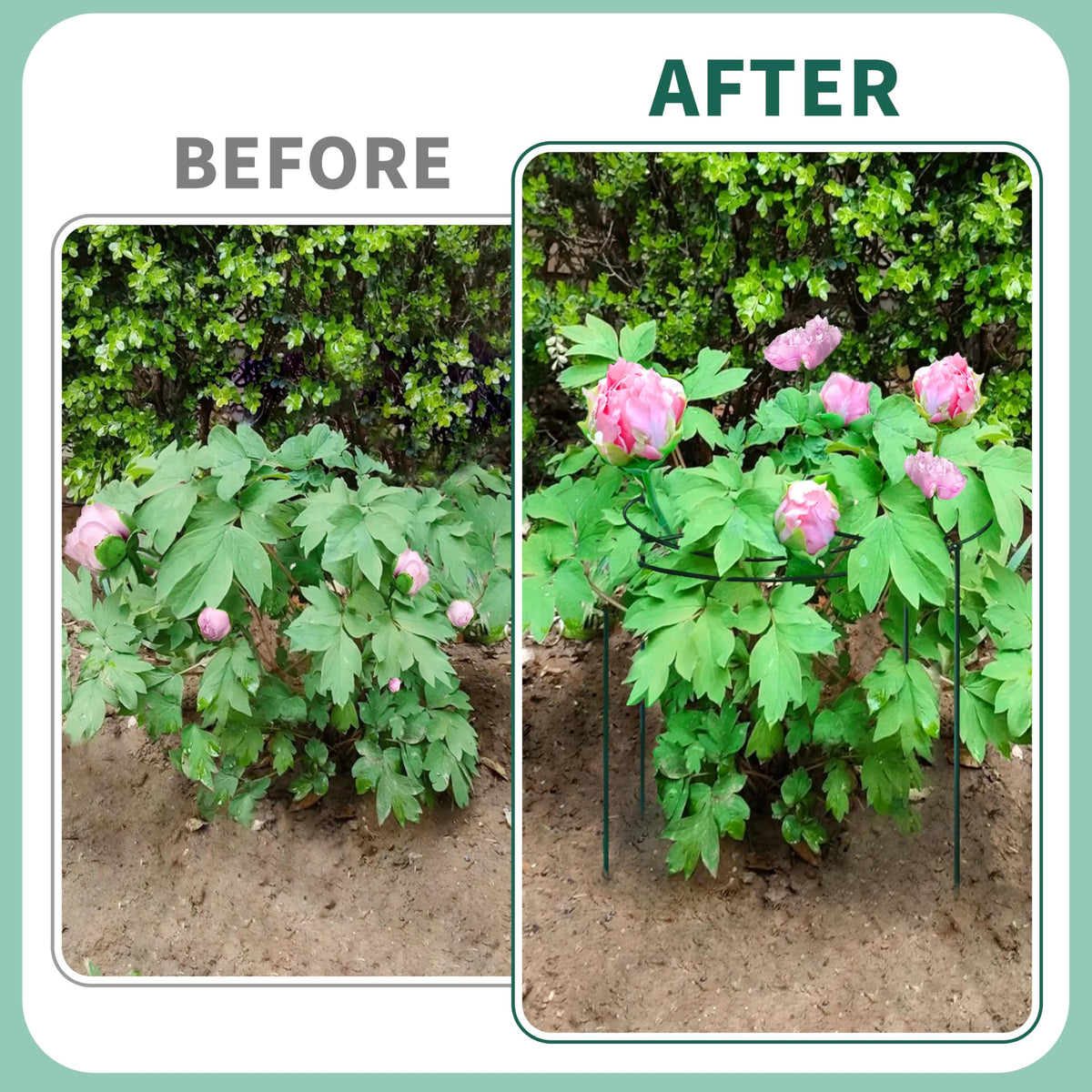 TCBWFY peony cage suitable for indoors and outdoors garden use