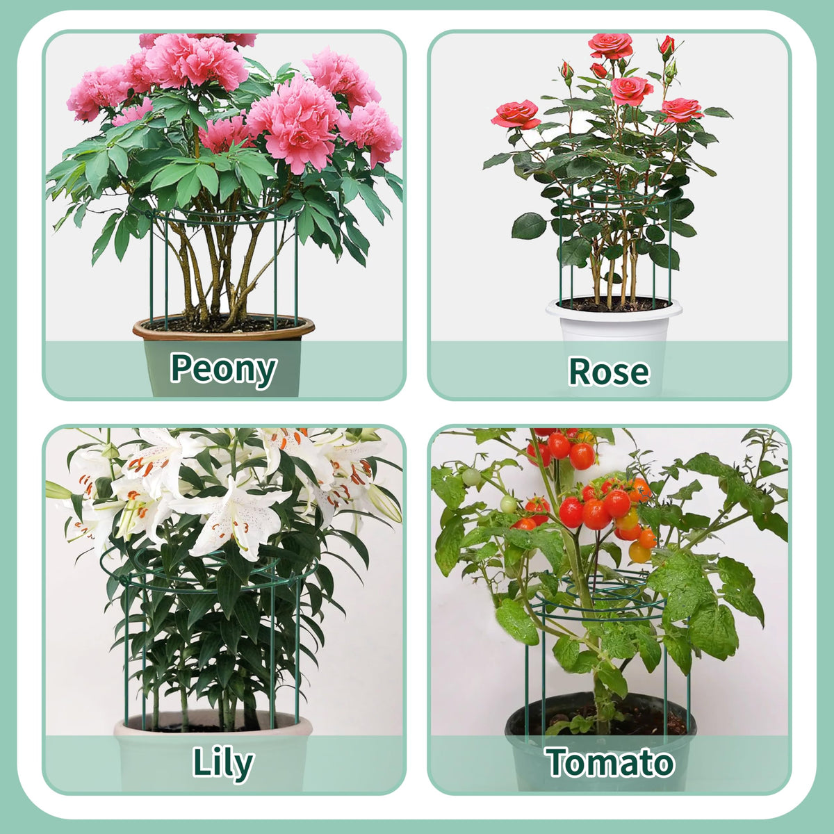 TCBWFY peony cage packaging includes four cages