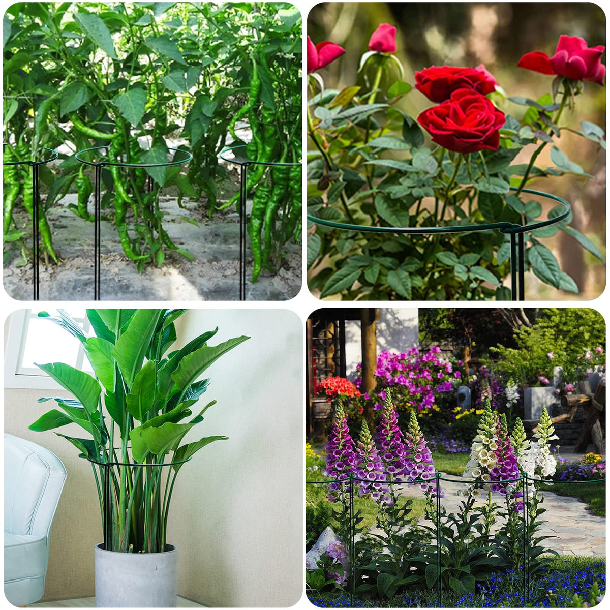 TCBWFY large-size cage fits many bushy plants like hydrangeas