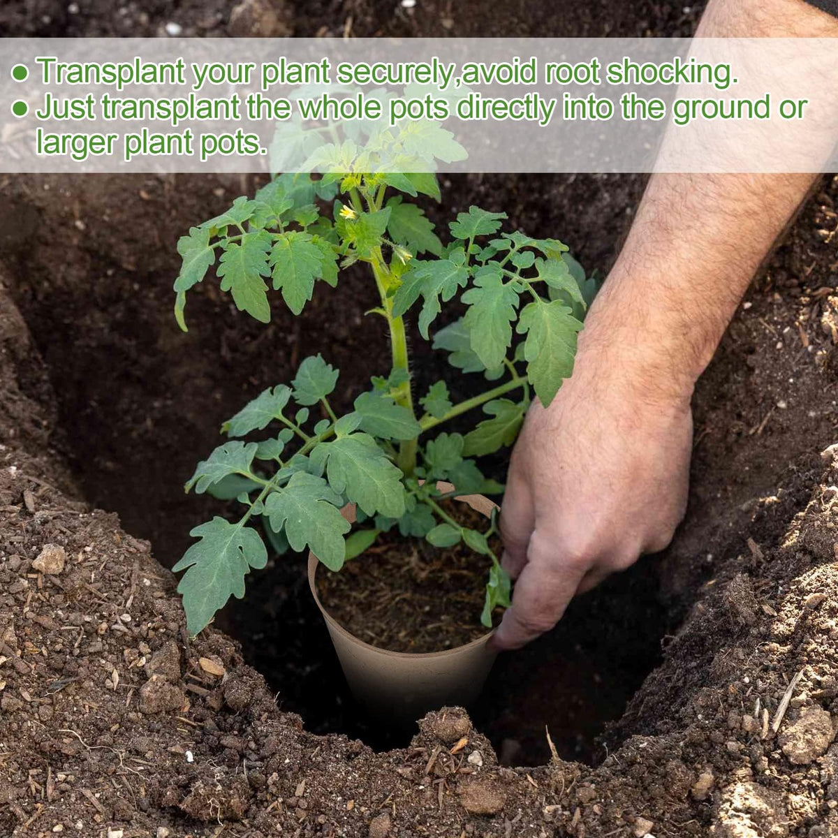 Tcelurd 4-inch pots ease transplanting with minimal root disturbance.