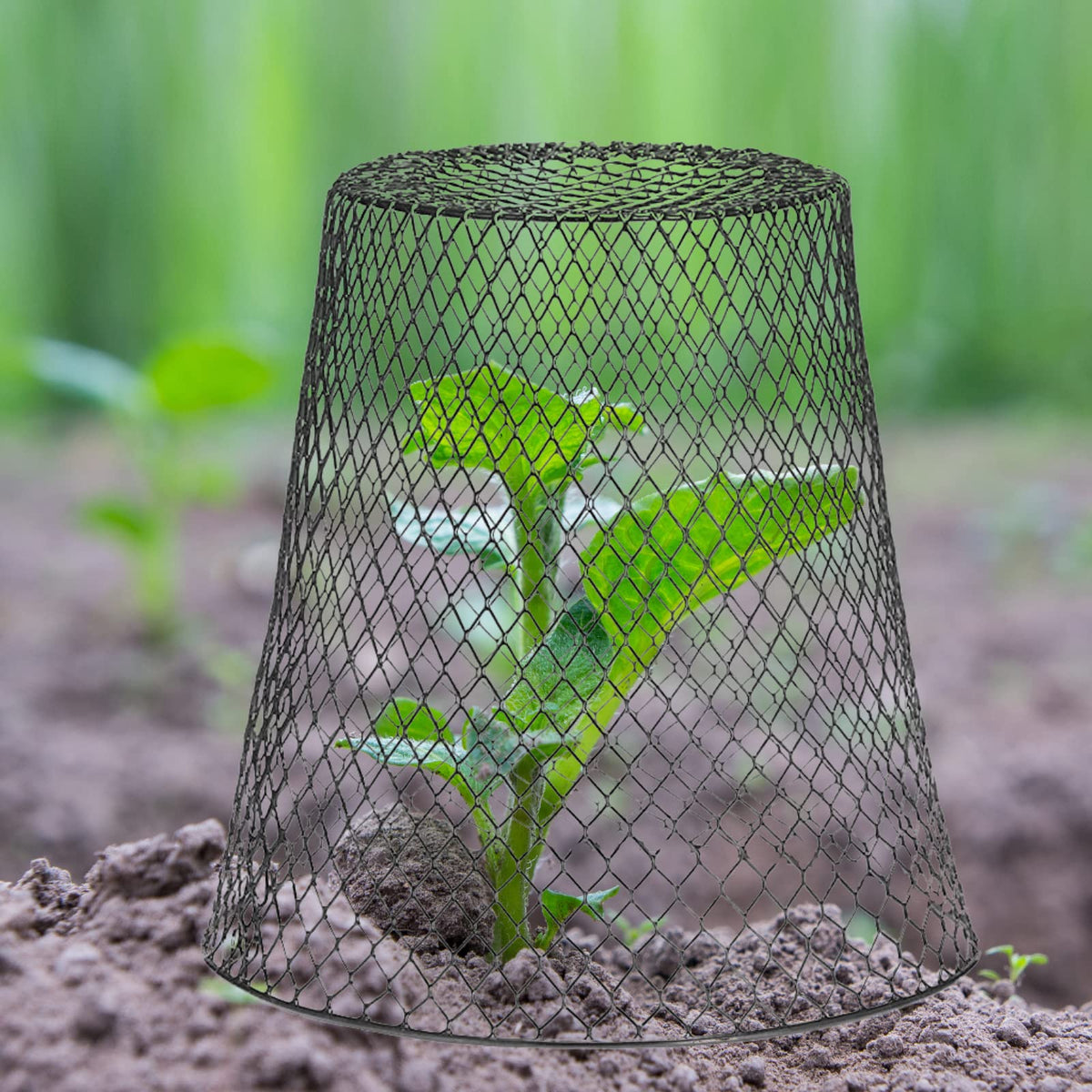 Tcevily black wire mesh offers sturdy, durable garden protection.