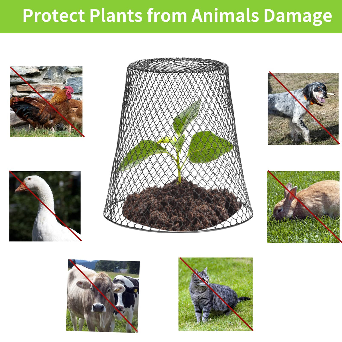 Tcevily mesh plant protector guarding seedlings against animals.